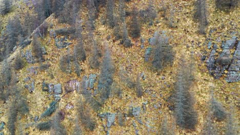 Autumn-forest-aerial-view-with-a-wild-animal-running-among-colorful-trees,-daytime