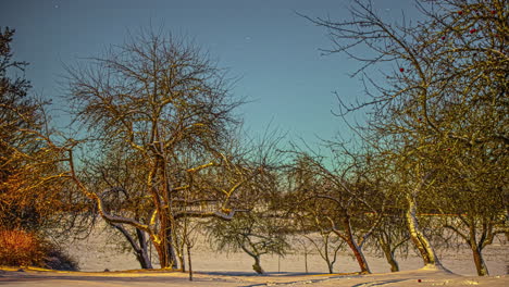 Orchard-in-winter-season-with-road-in-background-in-starry-sky,-time-lapse-view