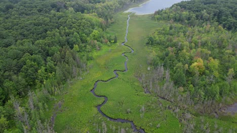 Aerial-View-of-Remote-Woodland-Ecosystem-Wetland