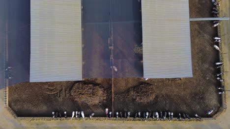 Kuh-Tierfarm-Fabrik-Produktion-Drohne-Luftaufnahme-Inmitten-Landwirtschaftlicher-Felder