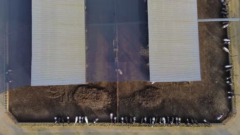 Vista-Aérea-De-Drones-De-Producción-De-Fábrica-De-Granja-De-Animales-De-Vaca-En-Medio-Del-Campo-Agrícola