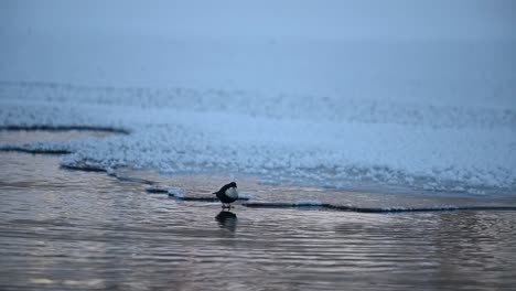 El-Cazo-De-Garganta-Blanca-Se-Sumerge-En-Agua-Helada-En-Busca-De-Comida,-Voss-Noruega-De-Mano