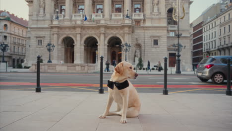 Lindo-Labrador-Retriever-Se-Sienta-En-La-Calle-Mientras-Mira-A-Su-Alrededor