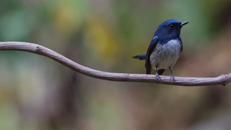 Wagging-its-tail-up-and-down-as-the-camera-zooms-in-while-it-is-also-looking-to-the-right,-Hainan-Blue-Flycatcher-Cyornis-hainanus,-Thailand