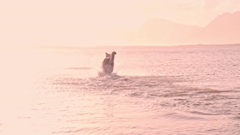 Male-German-Shepherd-dog-running-into-a-shallow-lagoon-at-sunset