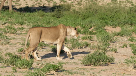 Lioness-Walking-Slowly-In-The-Savannah-On-A-Sunny-Day-In-Africa