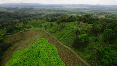 Fly-above-cultivated-slope-in-forest