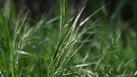 Close-up-of-grass-with-narrow-depth-of-field