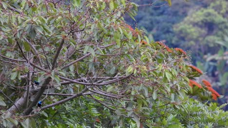 Moving-from-one-branch-to-another,-a-pair-of-blue-necked-tanagers-are-frolicking-on-the-treetops-of-the-Coffee-Triangle,-Los-Nevados-National-Park,-located-in-Risaralda,-Colombia