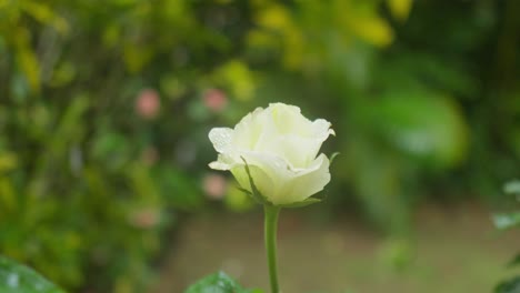 Orbit-of-White-Rose-Flower-in-Ranny-Day,-Slowmotion