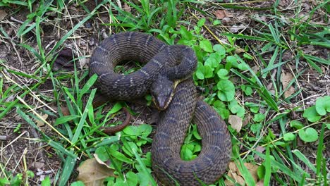 Static-video-of-a-Plain-bellied-water-snake-in-grass
