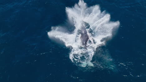 High-angle-aerial-view-of-jubilant-humpback-whale-breaching-twice-in-Caribbean