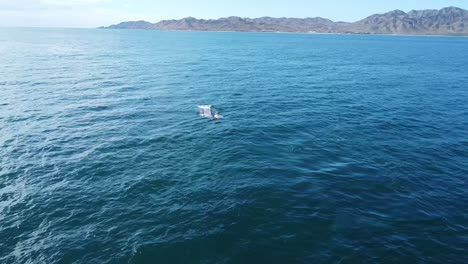 Malerische-Aussicht-Auf-Grauwale,-Die-Entlang-Der-Küste-Von-Baja-California-Sur-In-Mexiko-Schwimmen