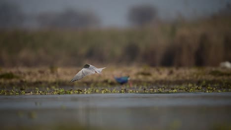 The-River-Tern-Hunting-in-Lake