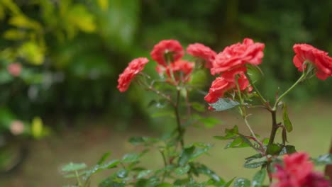 Rote-Rosen-In-Nahaufnahme-An-Einem-Regnerischen-Tag-Mit-Tropfen,-Die-Auf-Den-Hintergrund-Fallen