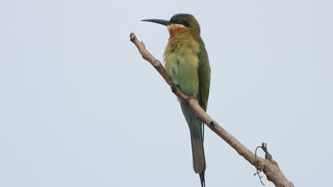 Bienenfresser-Vogel-Im-Baum-