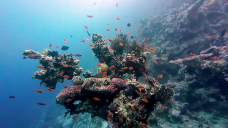 School-of-yellow-tropical-fish-in-the-water-off-the-coast-of-Egypt