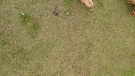 Aerial-topdown-following-Herd-of-Cantabrian-Cows-grazing-in-the-Meadow