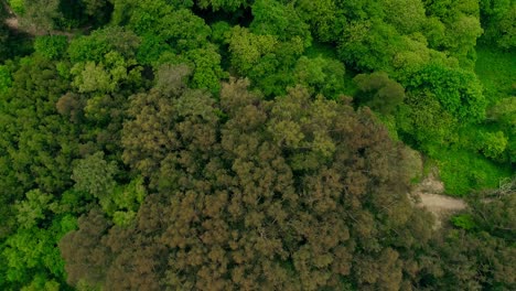 Disparo-De-Drone-De-Bosque-De-Copas-De-árboles-Verdes