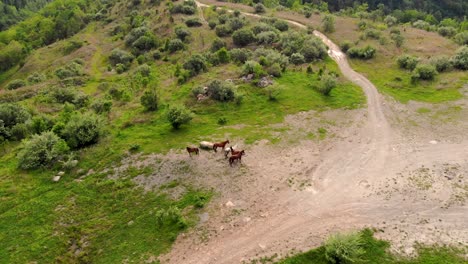 Wildpferde-Stehen-In-Einer-Gruppe-Von-Fünf