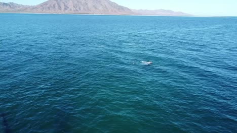 Ballena-Nadando-En-Aguas-Caribeñas-De-Baja-California,-México