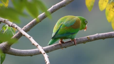 Vibrant-green-parrot-perched-on-a-branch-in-a-lush-environment