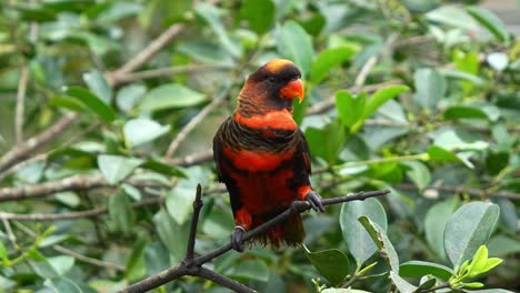 Lory-Oscuro-Contento-Y-Feliz,-Pseudeos-Fuscata-Encaramado-En-La-Rama-De-Un-árbol,-Llamando-En-Medio-Del-Entorno-Forestal,-Primer-Plano