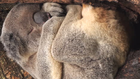 Cute,-curled-up-Koala-asleep-in-tree,-vertical-close-up,-Brisbane,-Australia