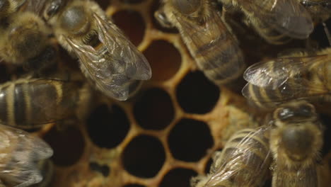 Makroaufnahme-Von-Bienen-In-Einem-Bienenstock