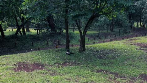Ein-Liegender-Affe-Auf-Dem-Boden-Im-Nationalpark