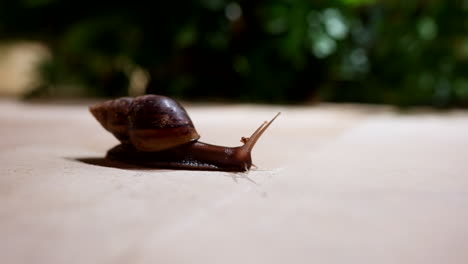 Afrikanische-Riesenschnecke,-Plage-Wegen-Ihres-Unersättlichen-Appetits-Auf-Pflanzen