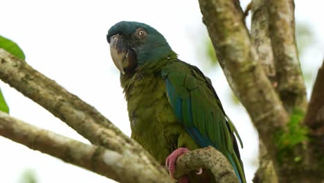 Wilder-Blaukopfara,-Primolius-Couloni,-Thront-Und-Ruht-Auf-Dem-Ast,-Döst-Tagsüber-Auf-Dem-Baum-Ein,-Wobei-Sich-Seine-Augen-Langsam-Schließen,-Nahaufnahme-Einer-Gefährdeten-Papageienvogelart