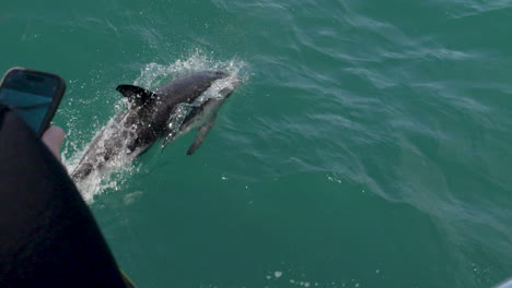 Einzelner-Delphin-Schwimmt-In-Zeitlupe-Ins-Bild,-Während-Er-Mit-Dem-Handy-über-Die-Schulter-Schaut-–-Kaikoura,-Neuseeland
