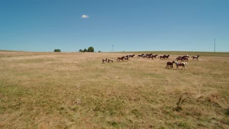 horse-run-on-meadow-in-middle-summer-slide-aerial-right