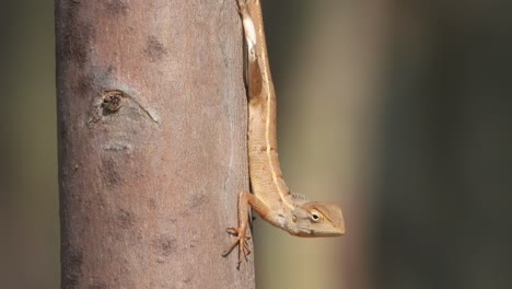 Lizard-in-tree---waiting-for-food---hunt-