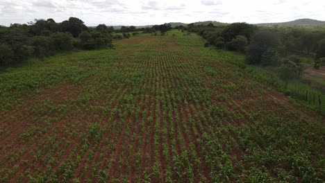 Drohnenaufnahmen-Zeigen-üppige-Hirsefelder-Im-Ländlichen-Afrika-Und-Porträtieren-Landwirtschaftliche-Traditionen-Und-Den-Lebensunterhalt-Der-Gemeinschaft