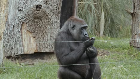 Plano-Medio-En-Cámara-Lenta-De-Un-Gorila-Comiendo-En-Un-Recinto-Del-Zoológico