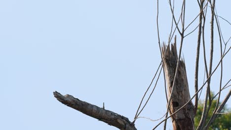 Thront-Auf-Einem-Abgebrochenen-Ast,-Fast-Wie-Eine-Silhouette,-Und-Fliegt-Dann-Nach-Rechts-Weg,-Asiatischer-Wollhalsstorch-Ciconia-Episcopus,-Potenziell-Gefährdet,-Thailand