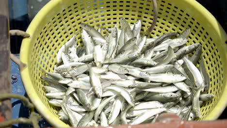 fresh-sardine-fish-n-a-basket-at-harbour