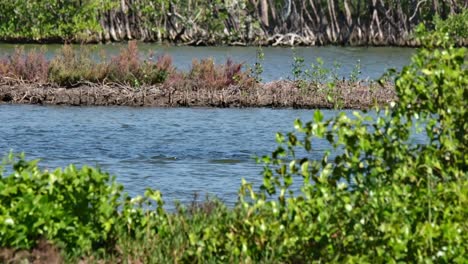 Seen-through-grass-as-the-flock-moves-to-the-right-feeding-together,-Little-Cormorant-Microcarbo-niger,-Thailand