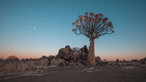 Dusk-To-Night-Timelapse-Over-Quiver-Tree-Forest-In-Namibia,-Southern-Africa