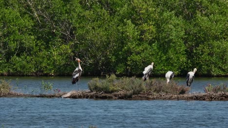 Four-individuals-preening-and-chilling-as-a-Grey-Heron-flies-to-the-right,-Painted-Stork-Mycteria-leucocephala,-Thailand