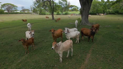 Primer-Plano-Aéreo-De-Vacas-Curiosas-Mirando-A-La-Cámara