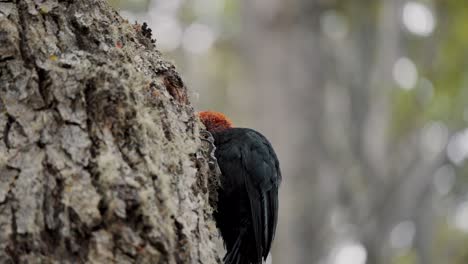 Männlicher-Magellanspecht-Auf-Der-Suche-Nach-Insekten-In-Einem-Loch-Im-Baum-In-Feuerland,-Argentinien