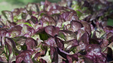 Red-oak-lettuce-hydroponics.-Close-up