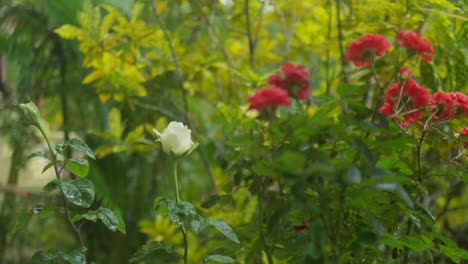 Red-and-White-Roses-Close-Up-Pan-View-in-the-Garden