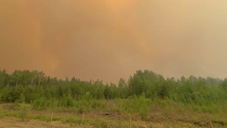 Orange-haze-over-forest,-smoke-from-wildfire,-trees-in-foreground