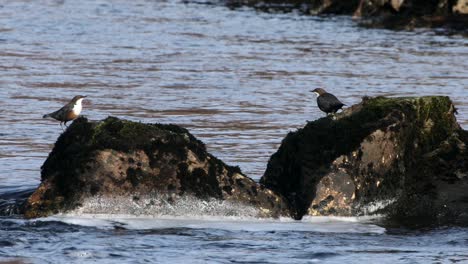 Pair-of-dippers-courtship-display-on-rocks-in-river,-Highlands,-Scotland