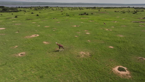 Aerial-view-of-two-giraffe-walking-across-the-grasslands-in-Uganda