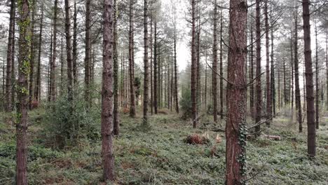 Toma-Aérea-Hacia-Delante-Volando-A-Través-De-Un-Bosque-En-Un-Día-Soleado-En-Devon,-Inglaterra